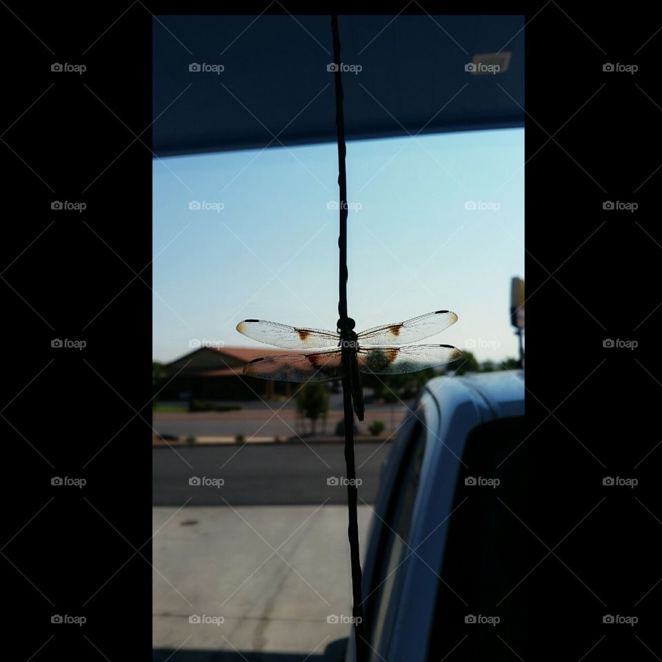 dragonfly