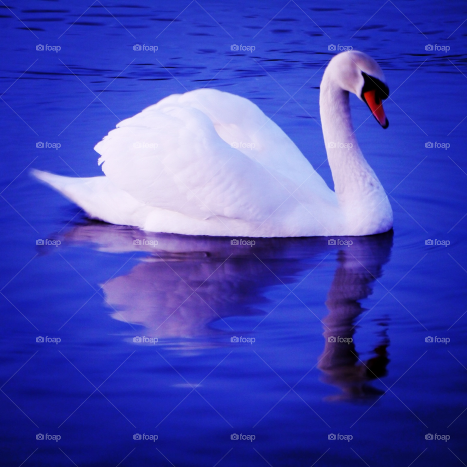 swan