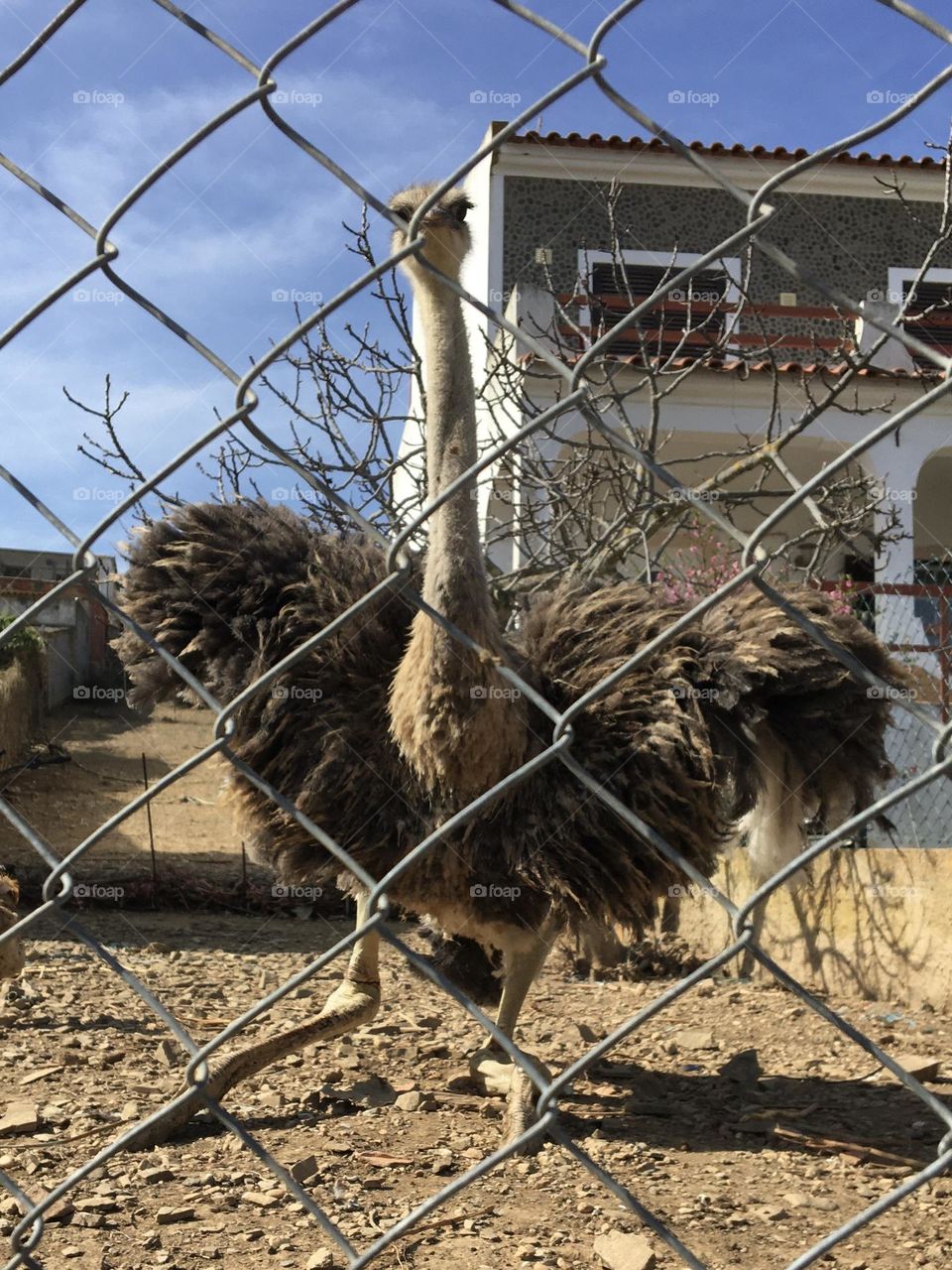 Ostrich with old knees