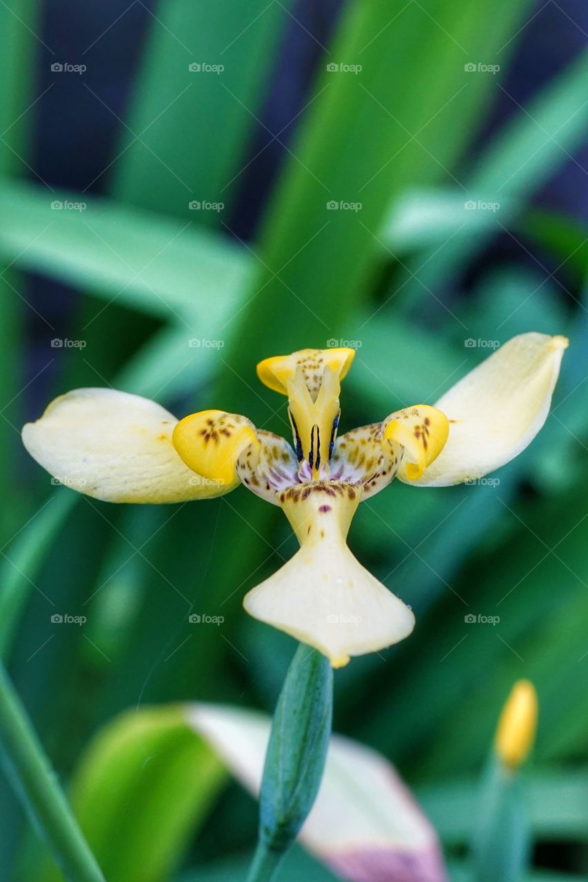 flower on the green grass