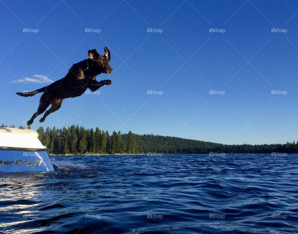Chocolate lab launching off of Mastercraft boat and into chilly Payette Lake in McCall, Idaho on a beautiful summer afternoon. 