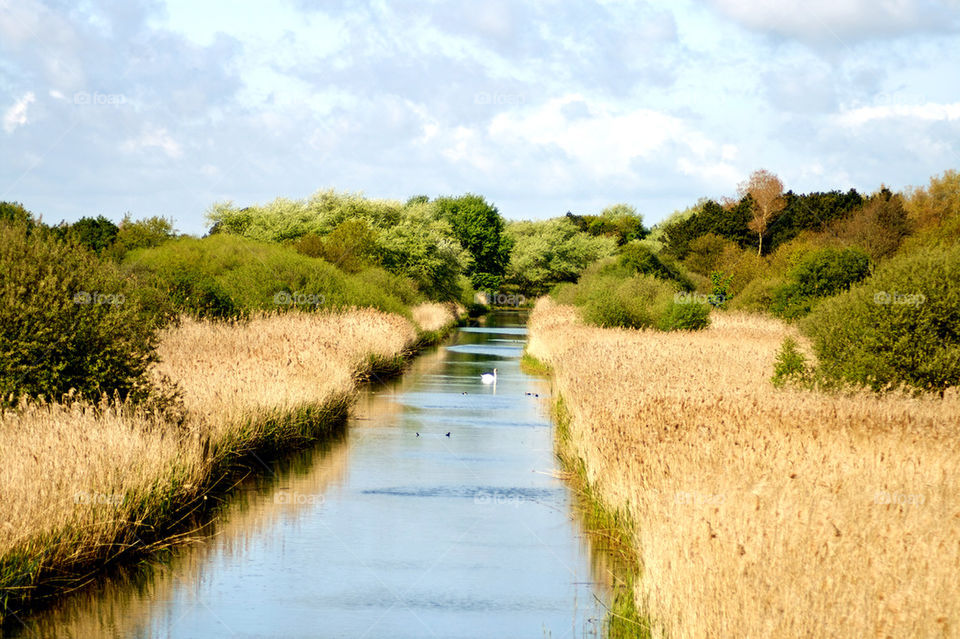 View of a stream