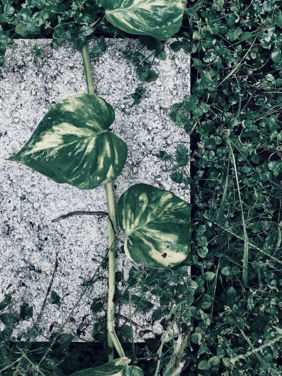 Pothos vine growing despite the concrete. Nature always prevails. 