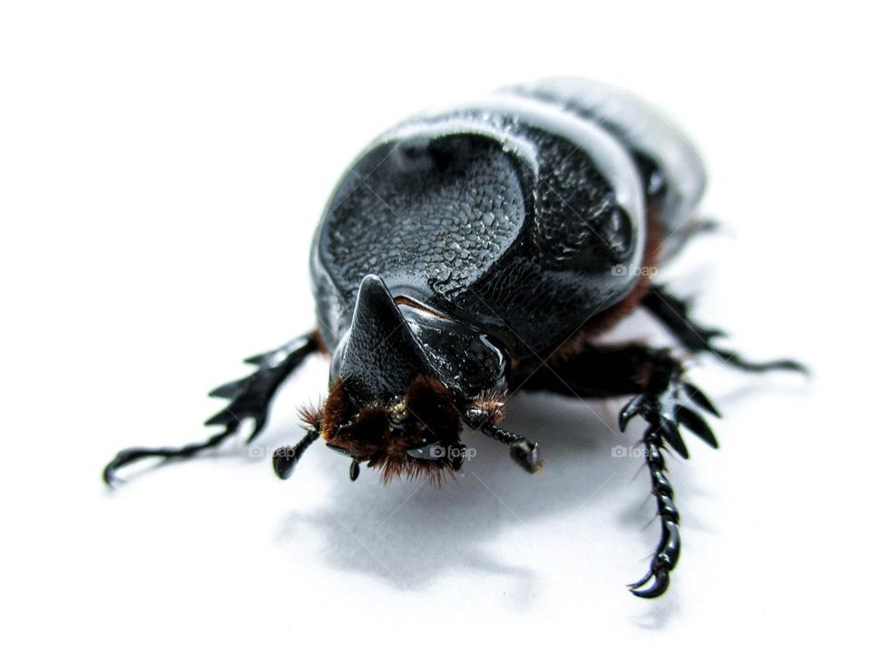 Coconut rhinoceros beetle