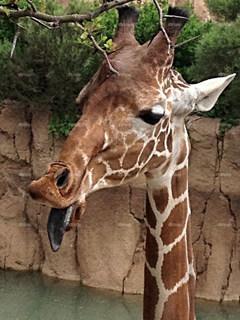 Giraffe tongue