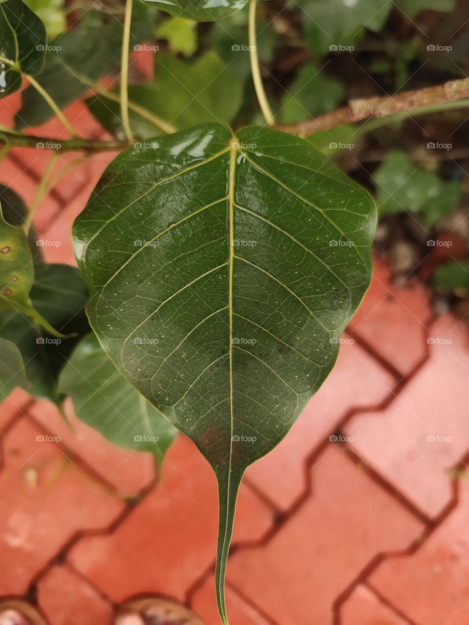 Heart ❤️ Shaped Leaf  Ficus Riligosa or  Peepal Tree(Symbol of Love)