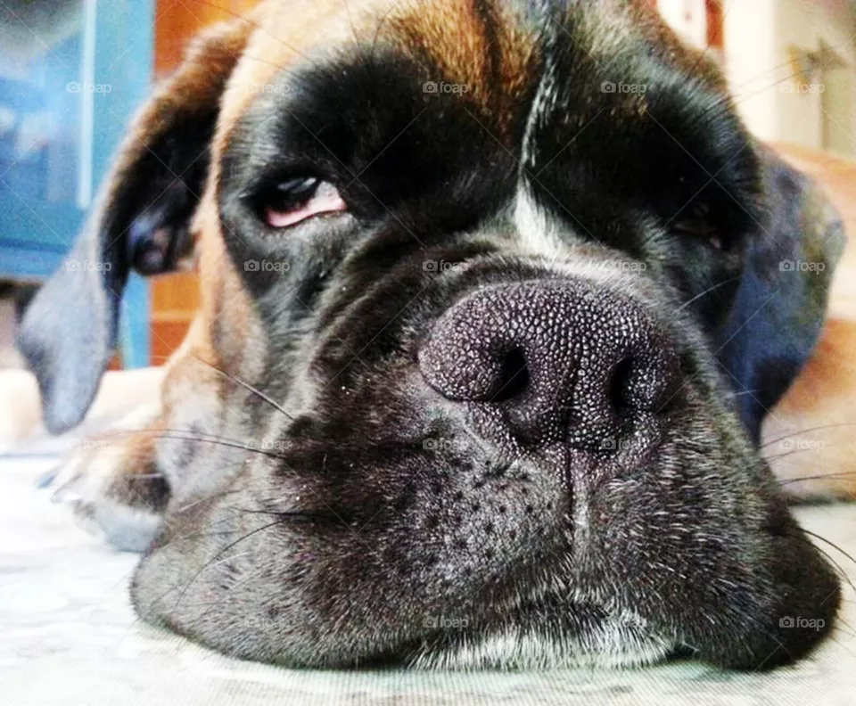 dog