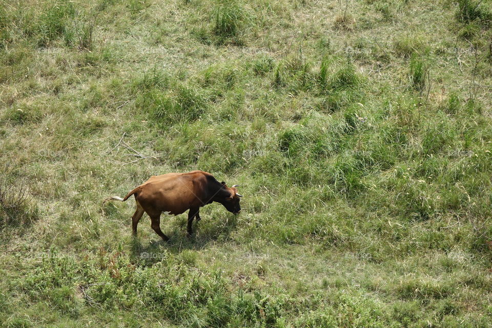 eating cow