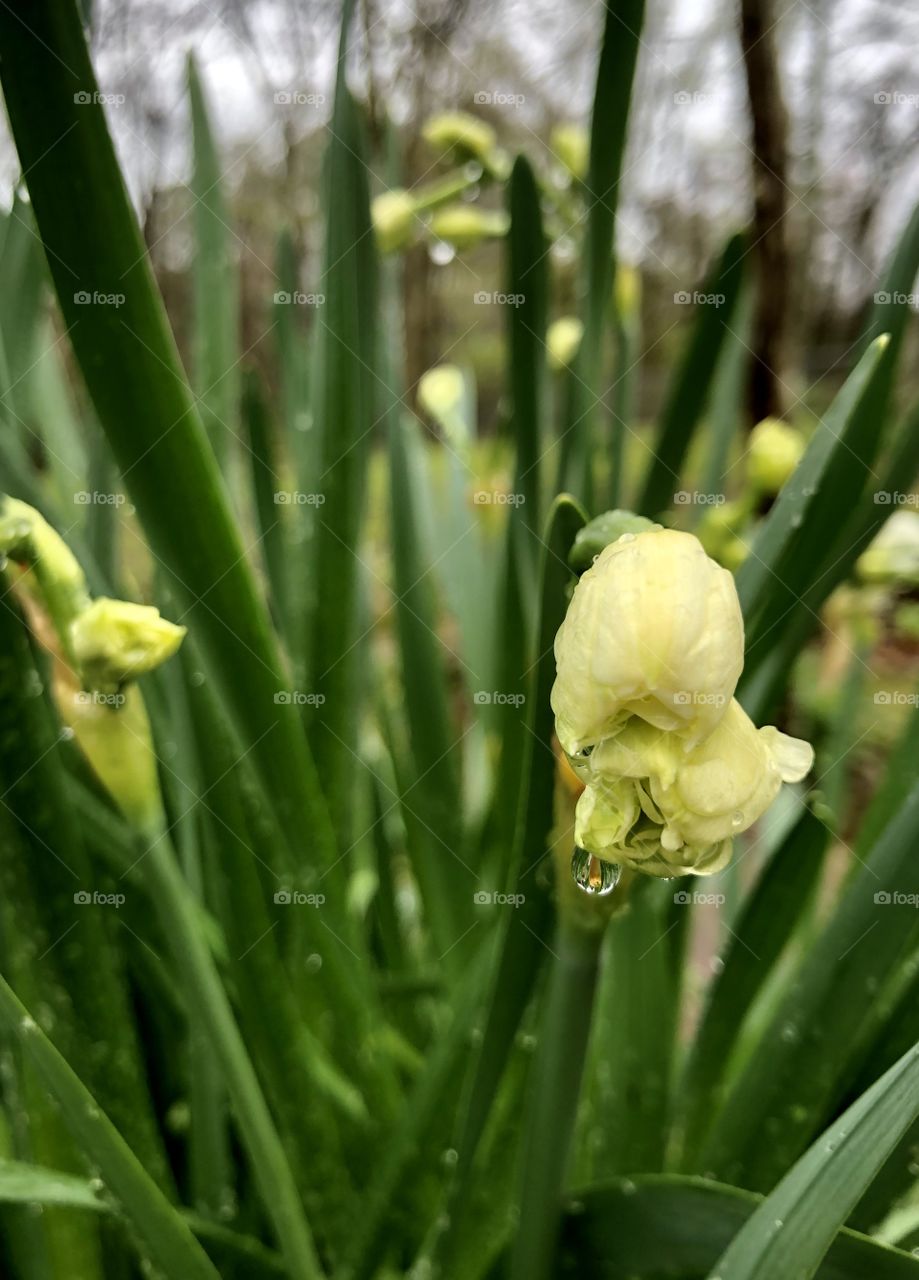 Raindrops on daffodils after springtime 