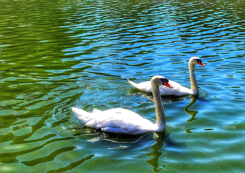 Swans 