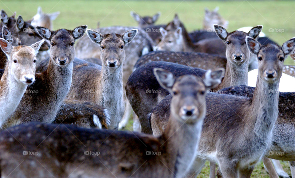 Red Deer herd in Sweden.