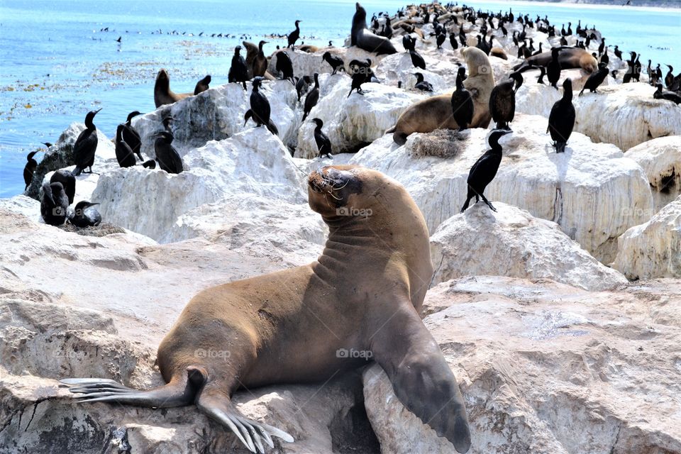 Wild life near San Francisco 