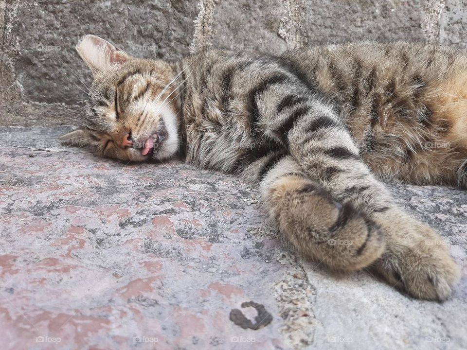 tabby cat sleeps on the pavement sticking out his tongue