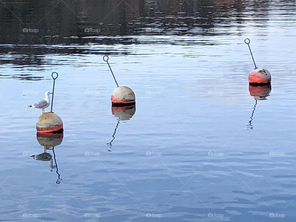 Bird on buoy