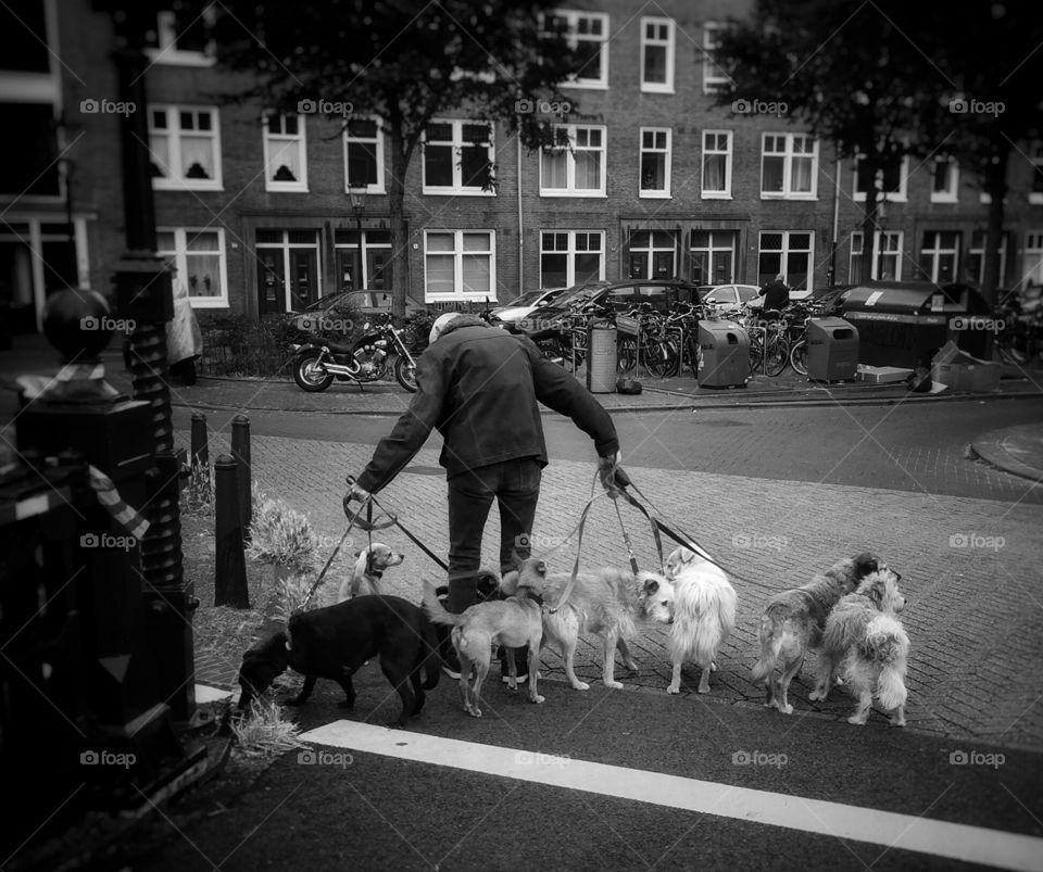 Old man walking his dogs