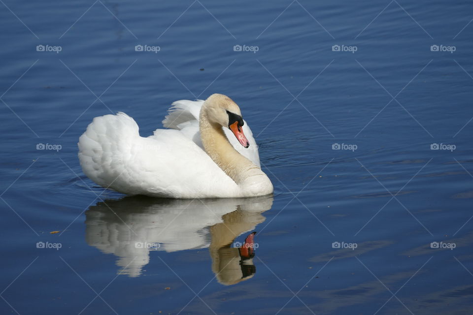 Swan