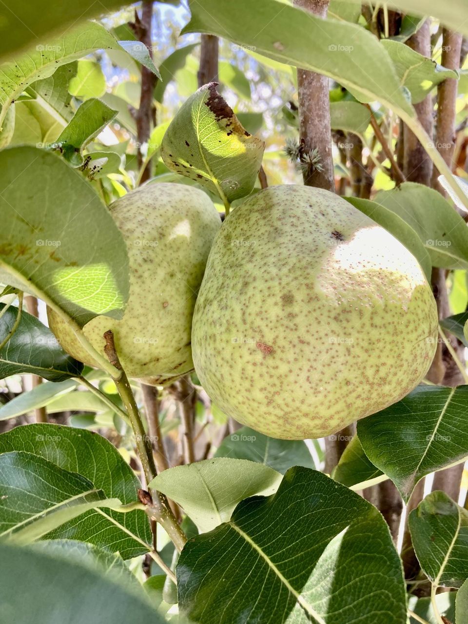 🇺🇸 A very nice fruit tree: water pears, very tasty and fertilized with organic material. / 🇧🇷 Um pé frutÃfero muito bacana: pêras d’água, bem saborosas e adubadas com material orgânico.