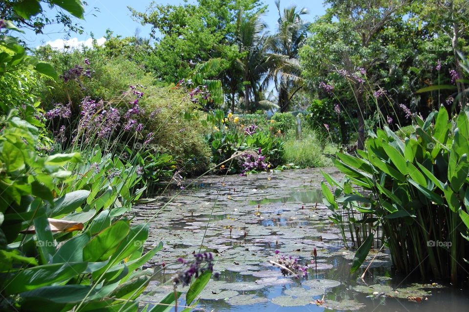 Lily pond