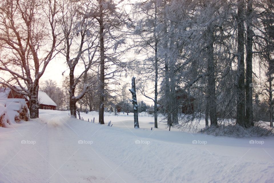 Winter countryside