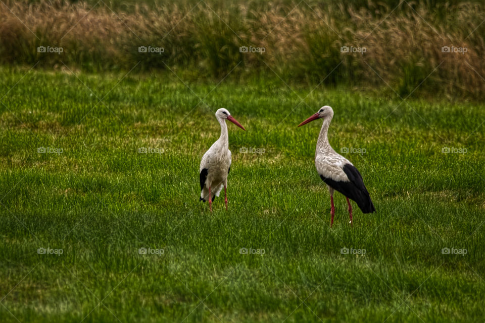 Storch