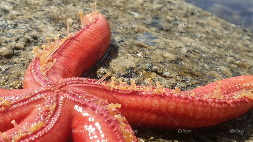 starfish
