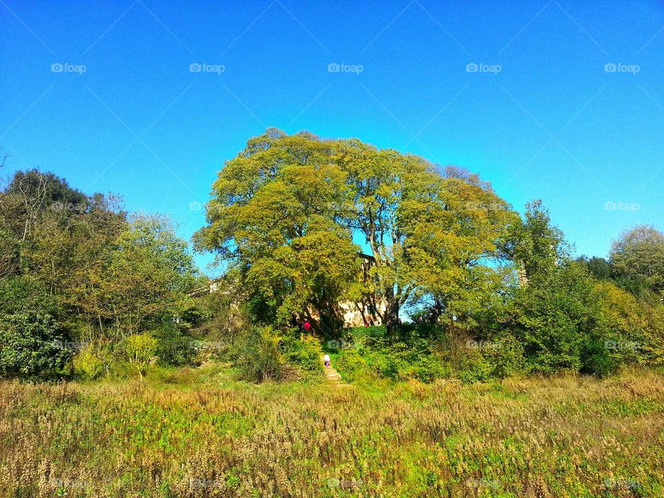 The farmhouse behind the big tree