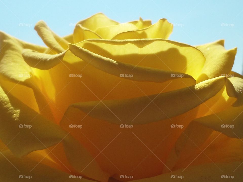 sunlit. yellow rose blue sky