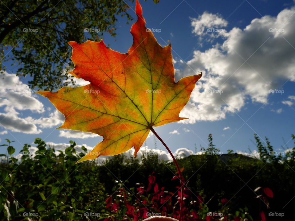 herbst blatt leuchten Sky Himmel Autumn blue leaf color