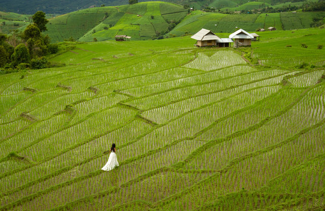 Bride with white dress walking alone in the green ocean of rice terraces