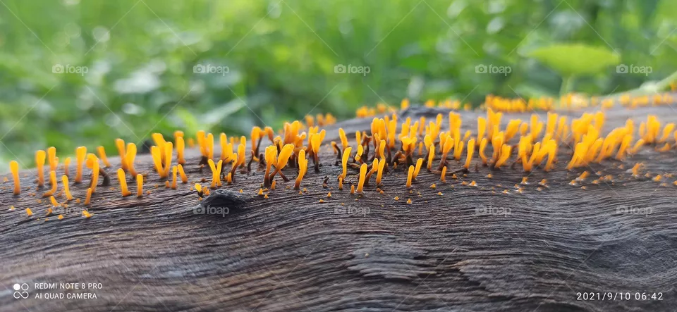 Nature Beauty#2