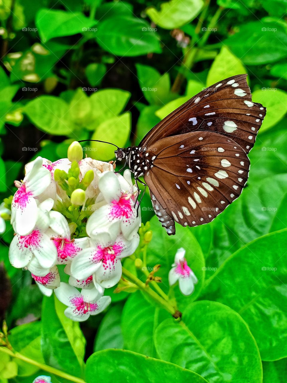 a butterfly alighted on a flower