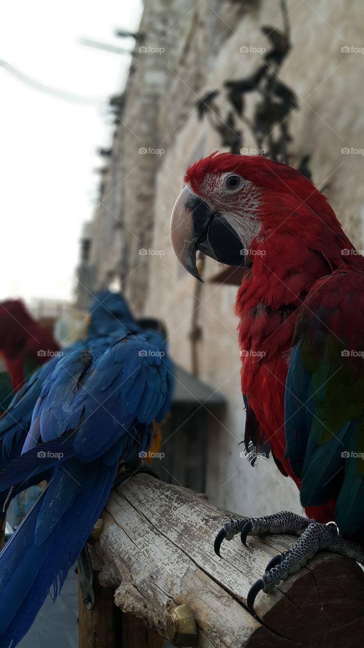 Zoo Birds