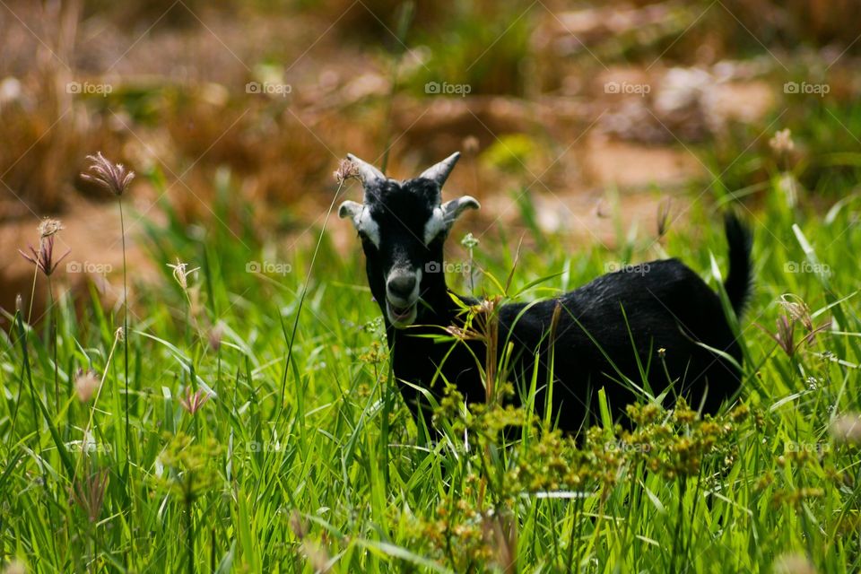 Wait, Are you Luk at me?