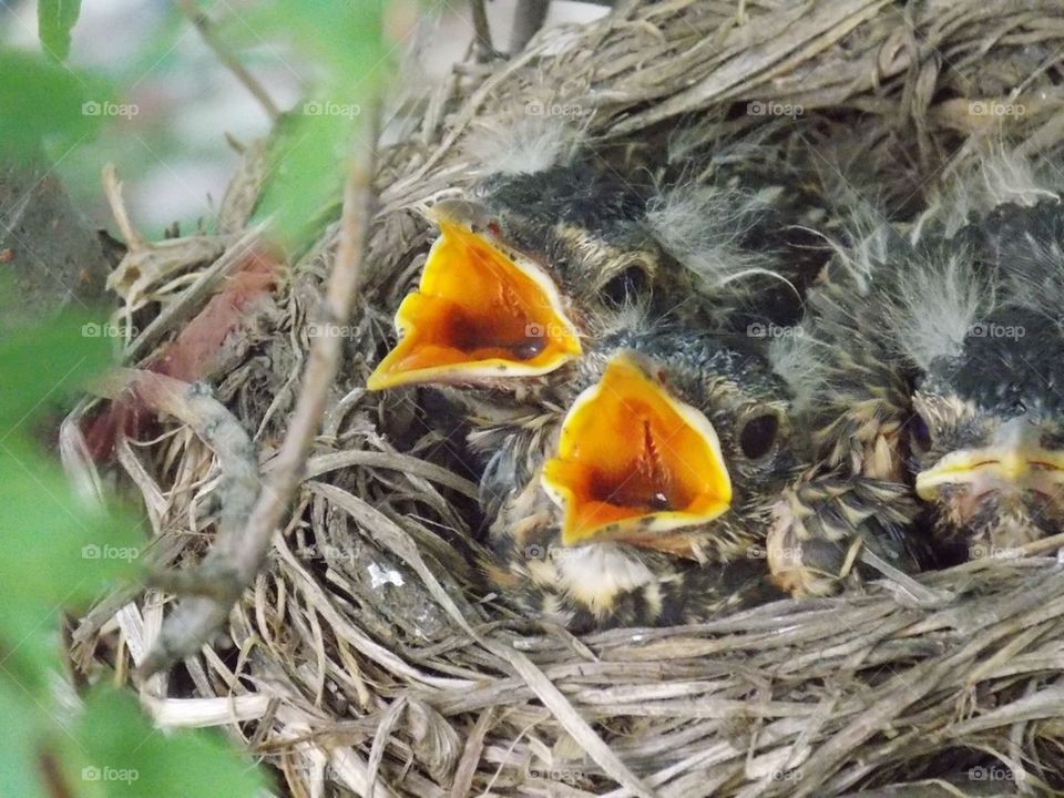 hungry birdies 