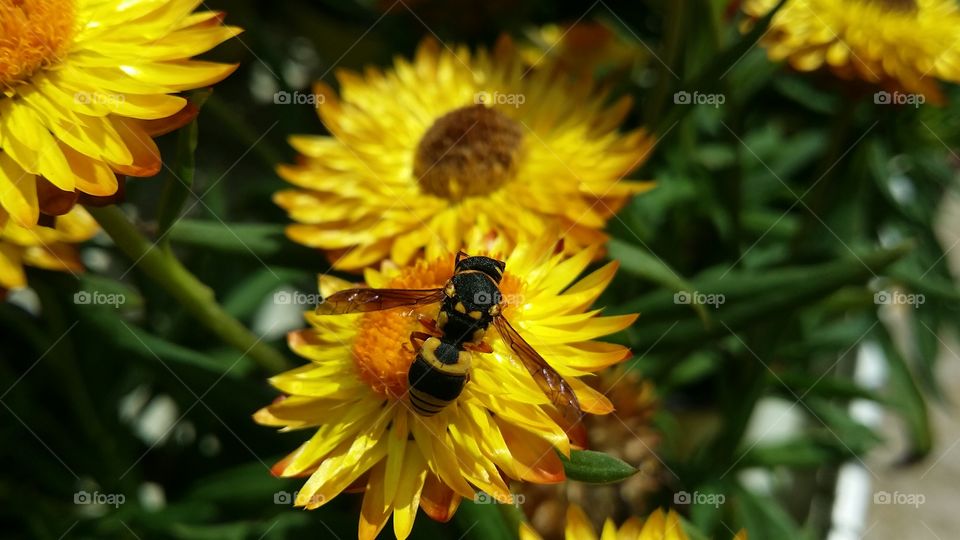 wasp on yellow flower