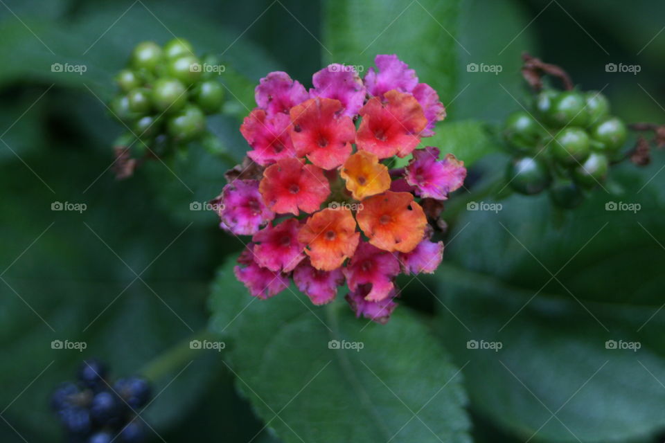 Tiny Flowers 