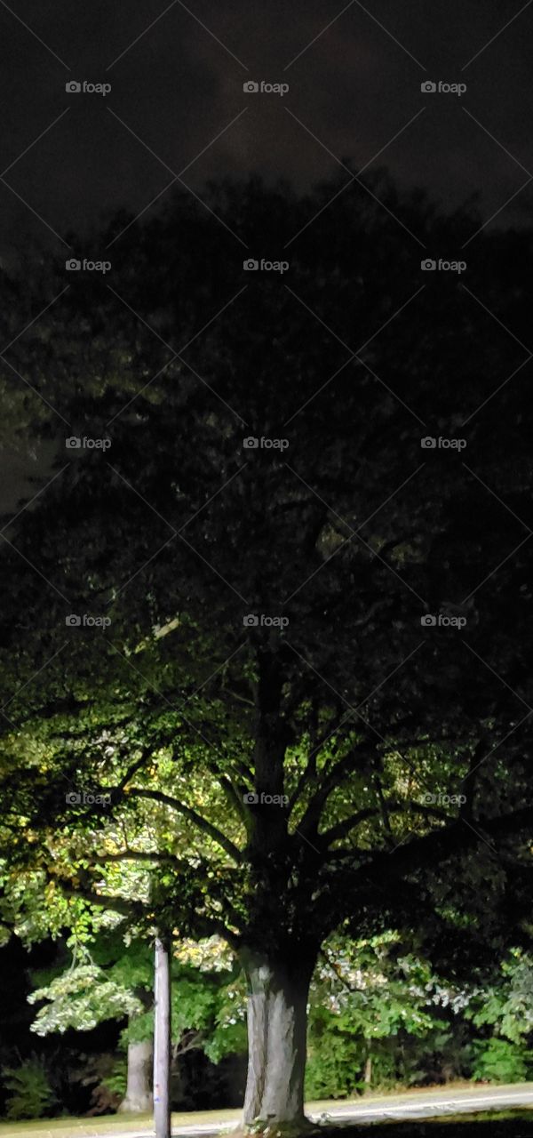 Full grown Linden Tree backlit by Street Light at night. Tree blooms in Summer with a sweet scent.