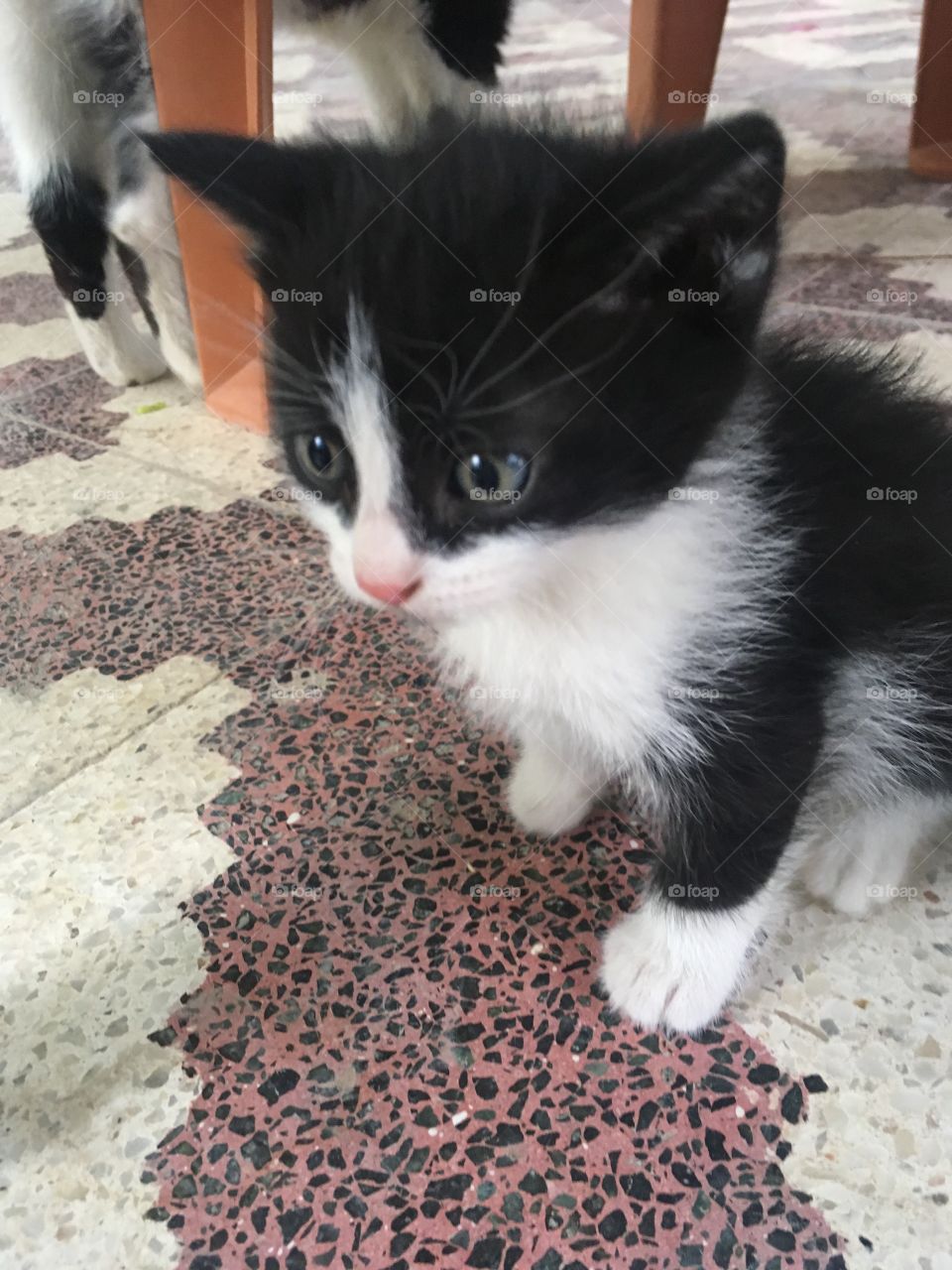 Kitten Cat Pet