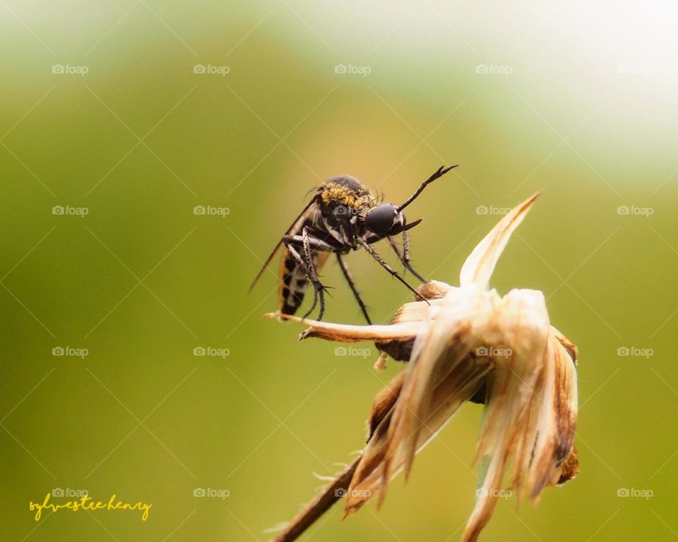 hunchbacked robberfly is waiting for prey