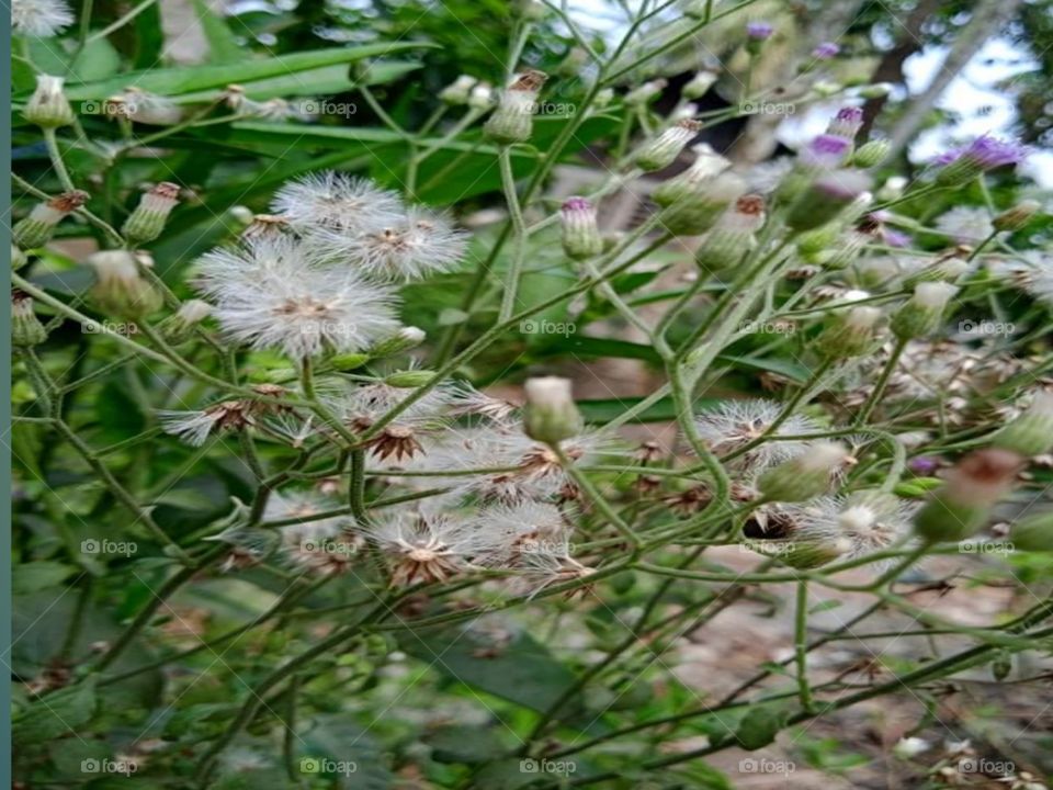 Green and white photographs