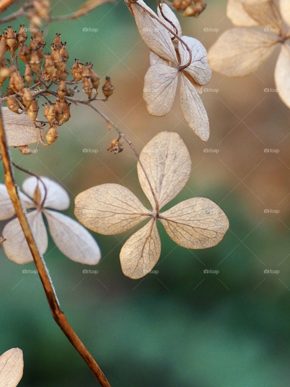 hydrangea in late autumn
