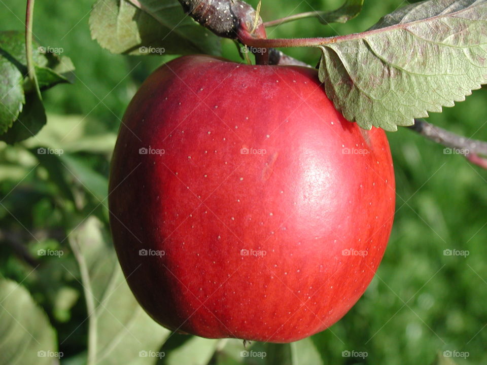 symmetrical apple