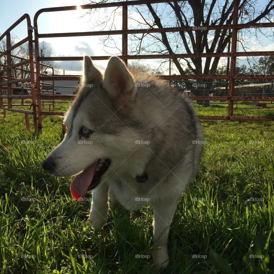 Siberian Husky enjoying a beautiful day at the barn. 