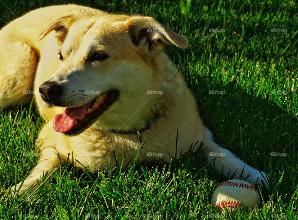 Yellow Lab Dog In The Sun
