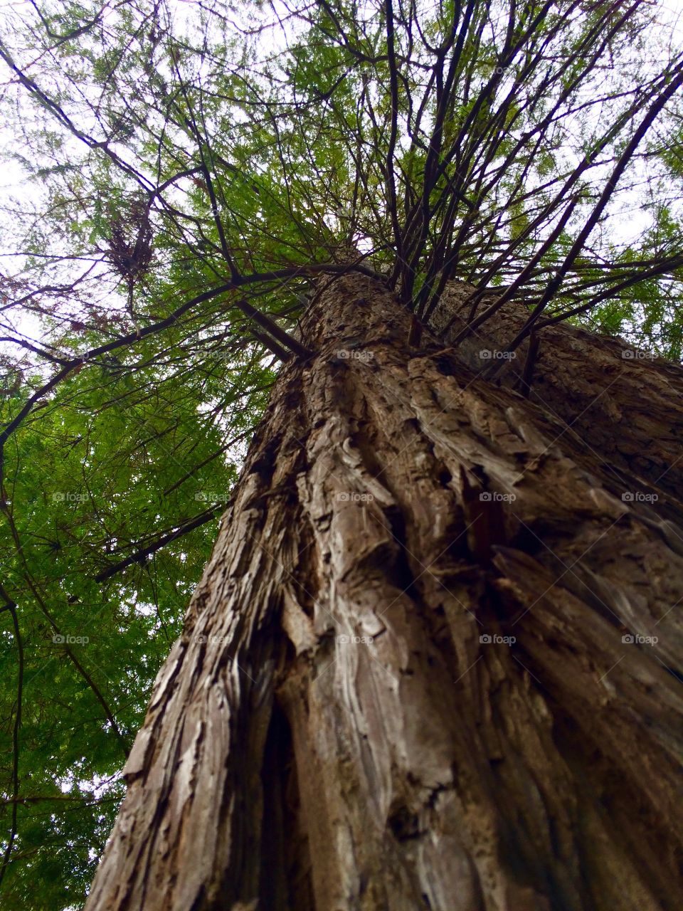 Majestic Redwood