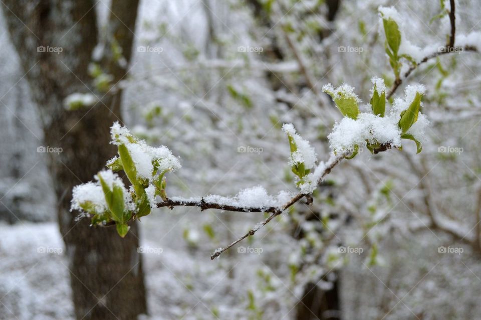 A late April snowfall covers new foliage. 