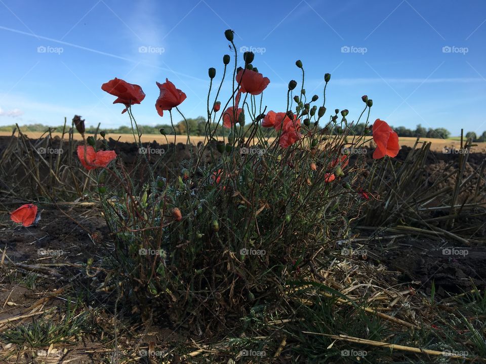 A clump of wild poppies growing on the edge of a field in the countryside ... if you look closely you can see two spiders 🕷