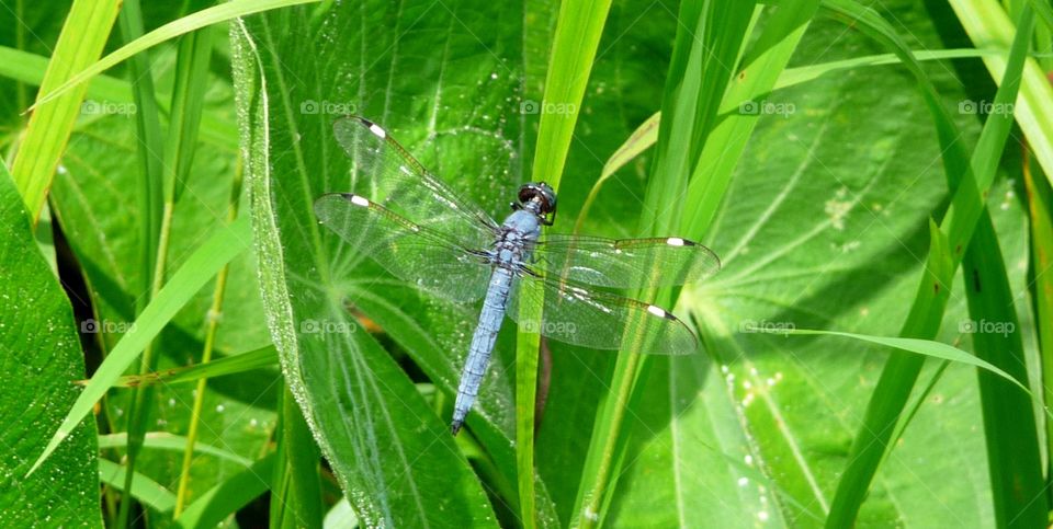 Dragonfly