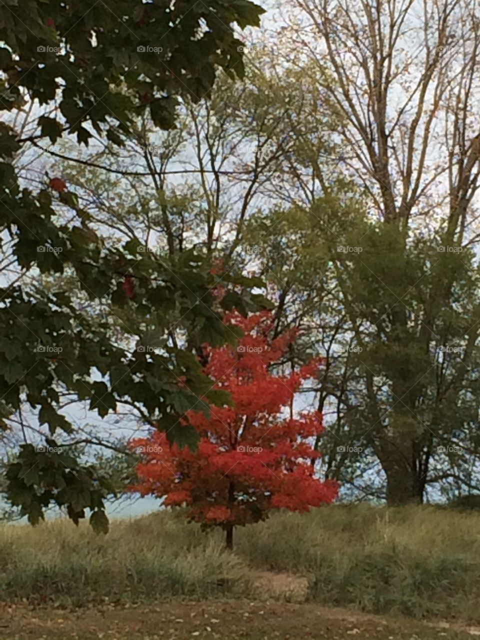 Tree, Nature, Landscape, Leaf, Season
