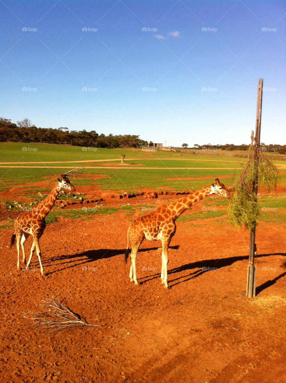 zoo australia giraffe monarto by abbie2636